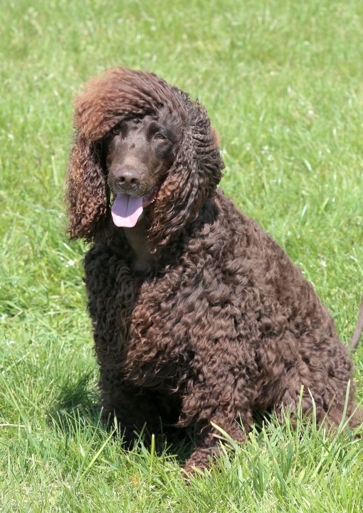 Read more about the article Irish Water Spaniel