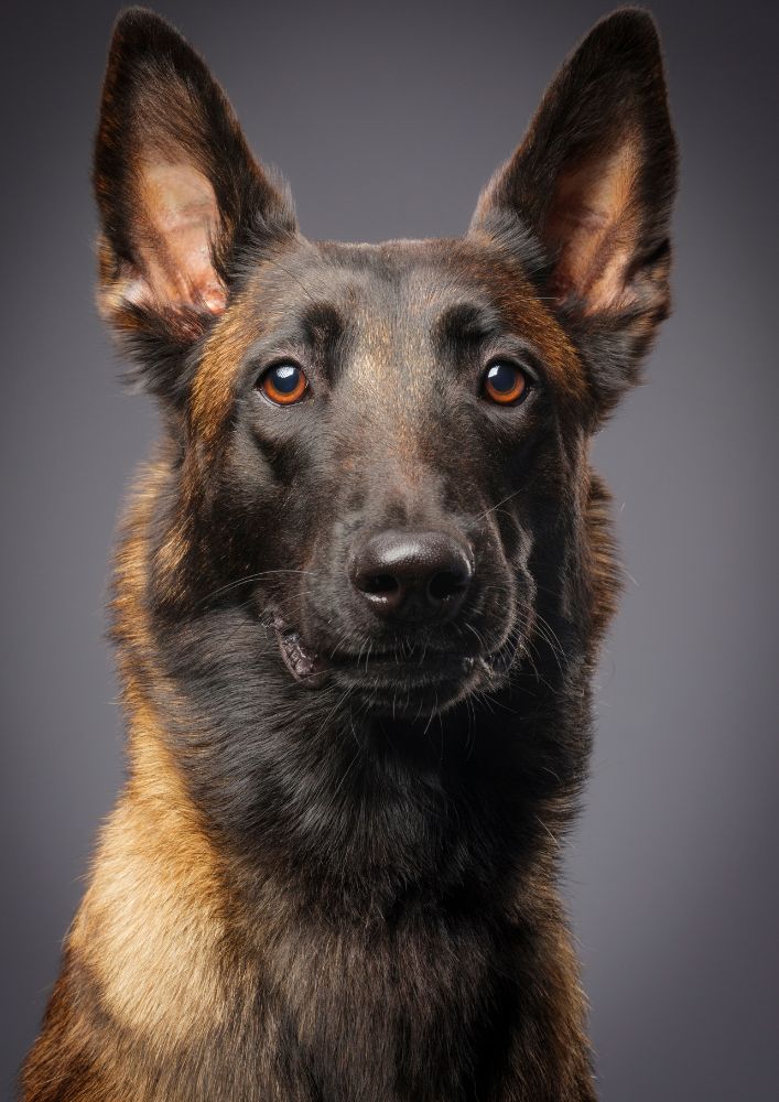 Read more about the article Belgian Malinois