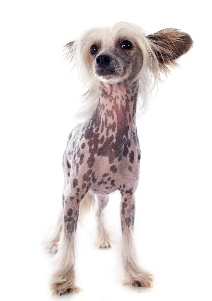 Read more about the article Chinese Crested