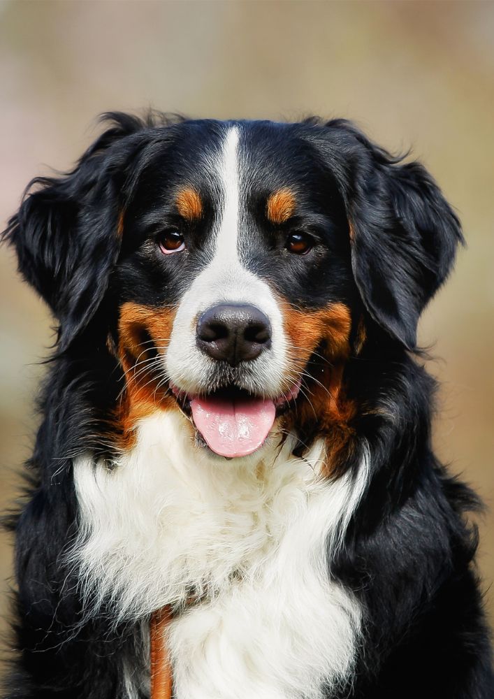 Read more about the article Bernese Mountain Dog