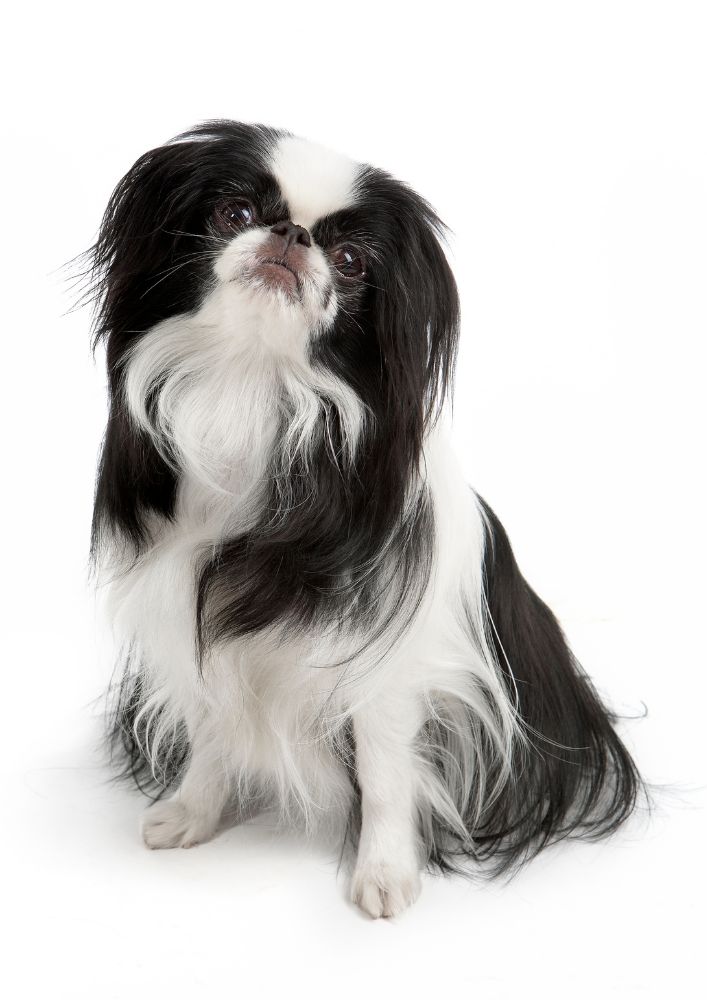 Read more about the article Japanese Chin