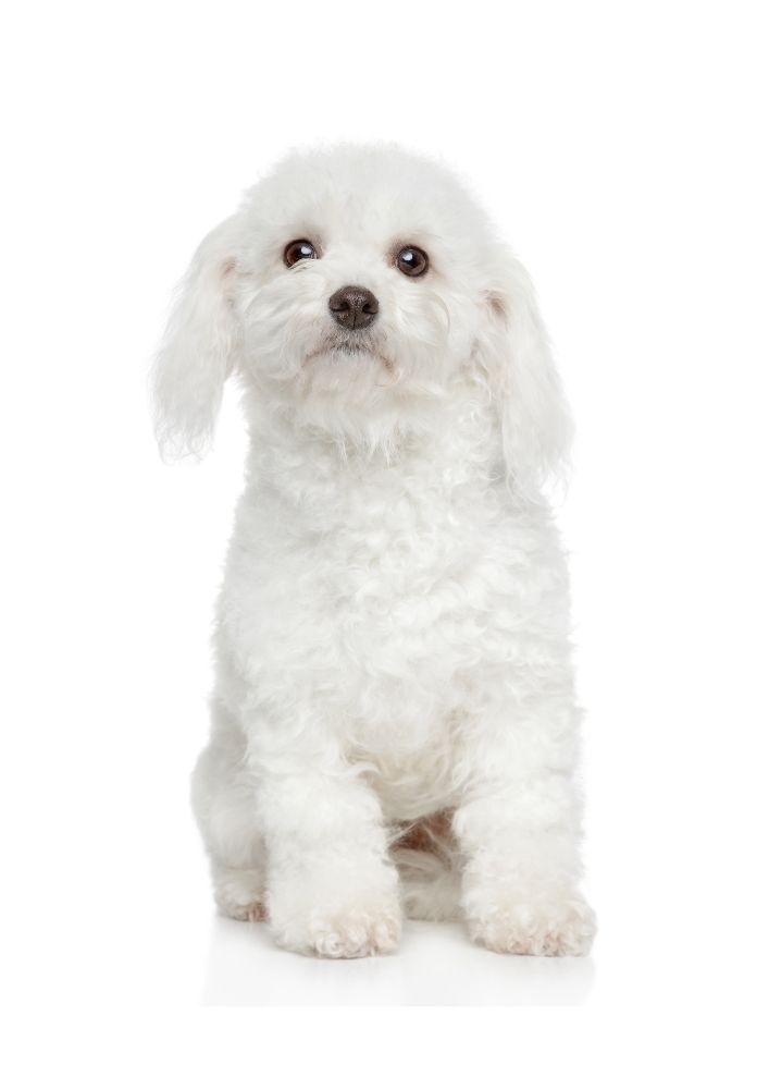 Read more about the article Bichon Frise