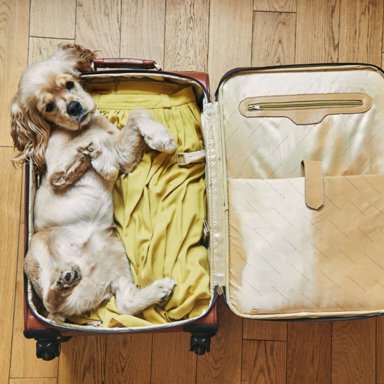 Read more about the article Packing Lists and Travel Safety Tips for Traveling with Your Dog