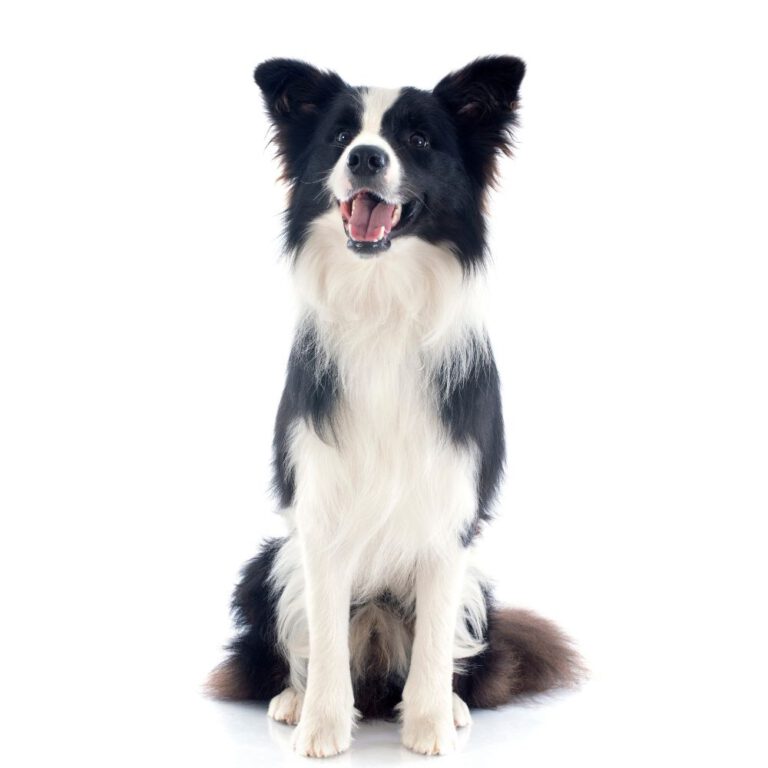 Read more about the article Top 10 Smartest Dog Breeds