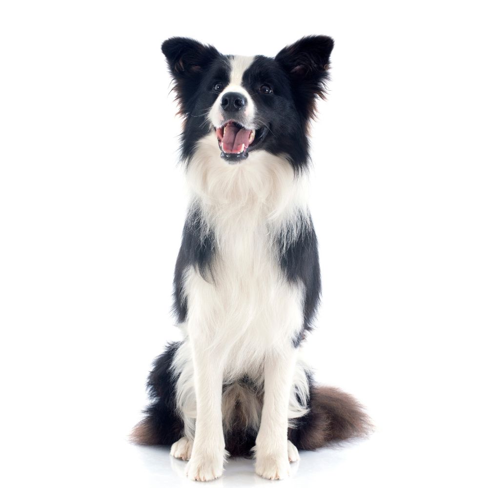 You are currently viewing Top 10 Smartest Dog Breeds