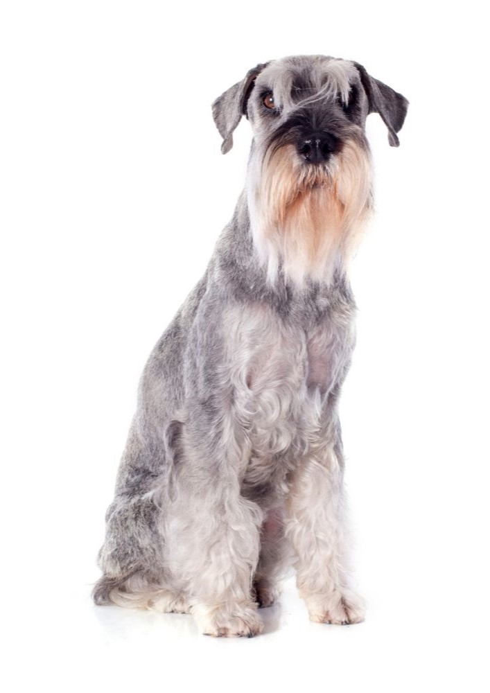 Read more about the article Standard Schnauzer