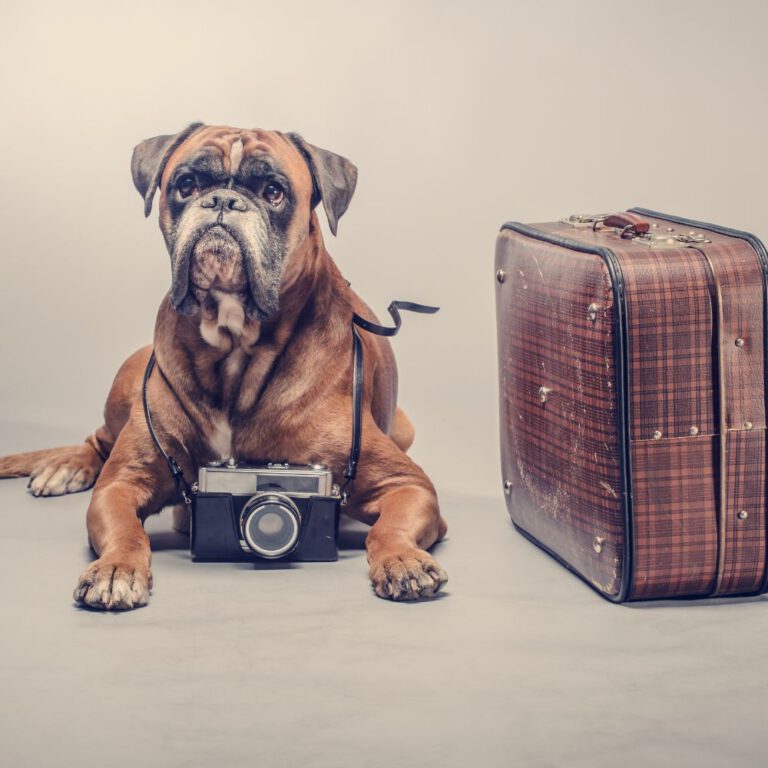 Read more about the article Tips for Road Trips and Air Travel with Dogs