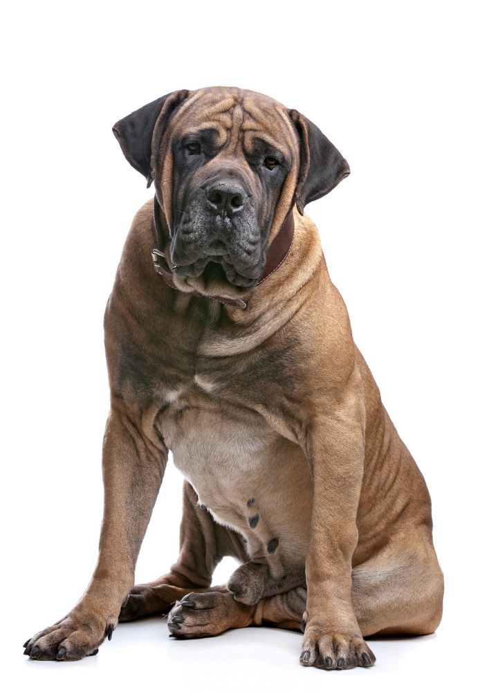 Read more about the article Boerboel