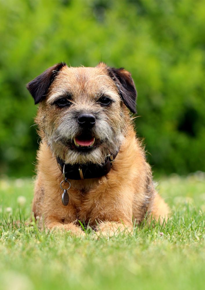 Read more about the article Border Terrier