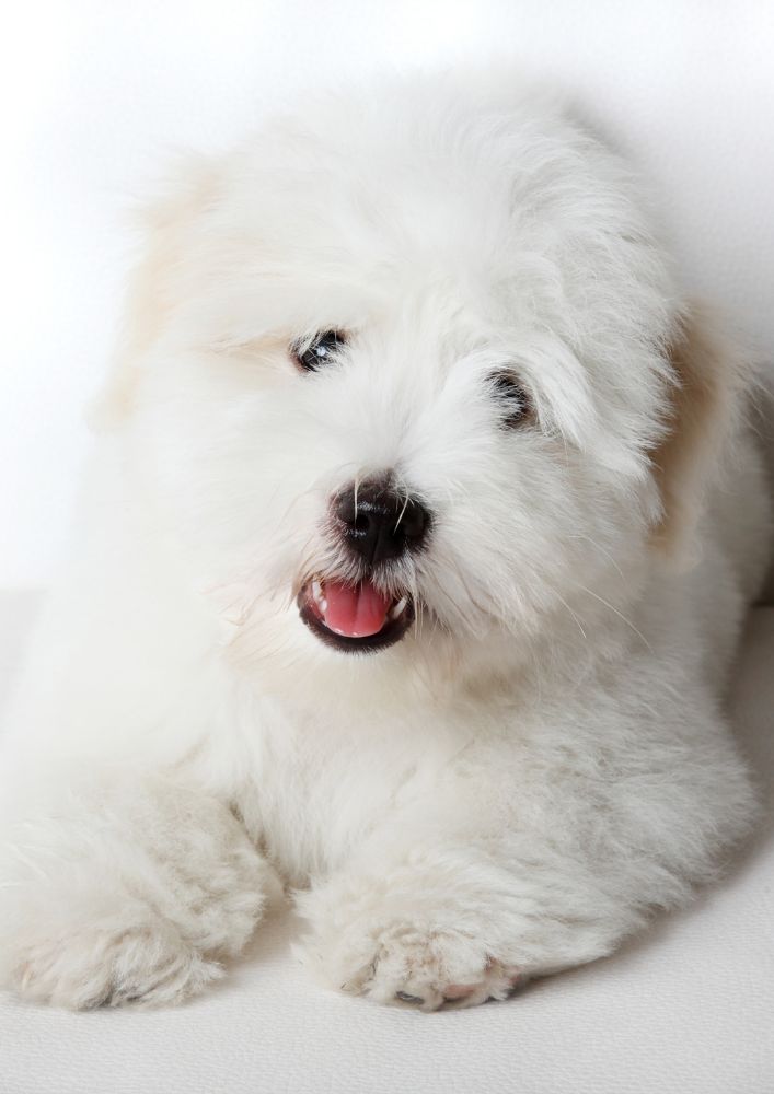 Read more about the article Coton de Tulear