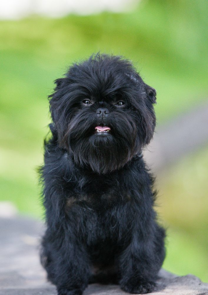 Read more about the article Affenpinscher