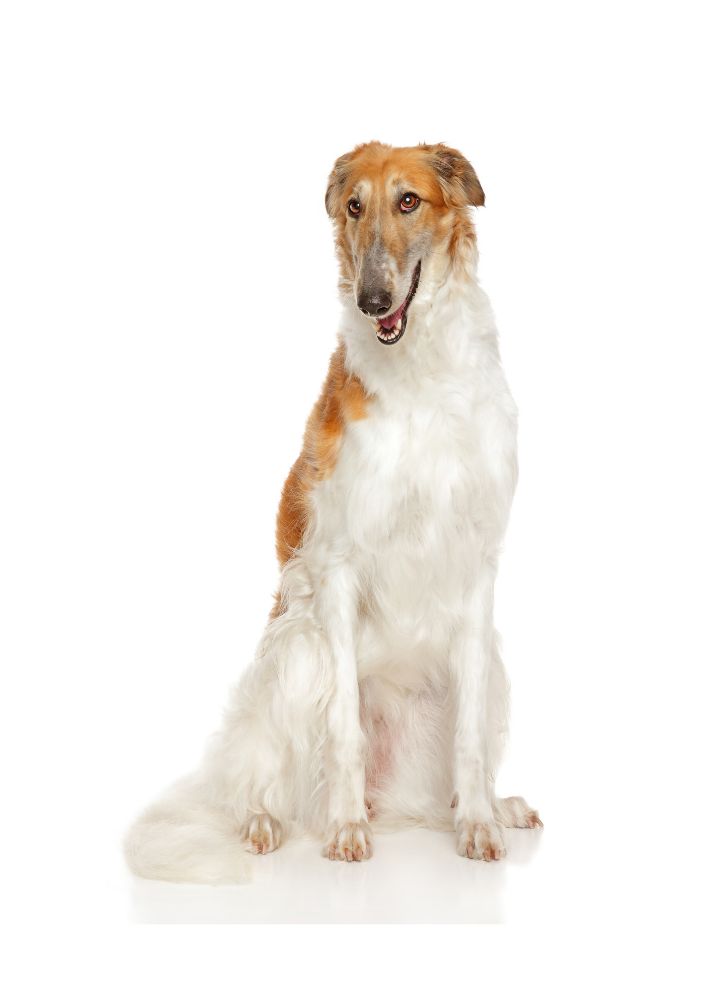 Read more about the article Borzoi