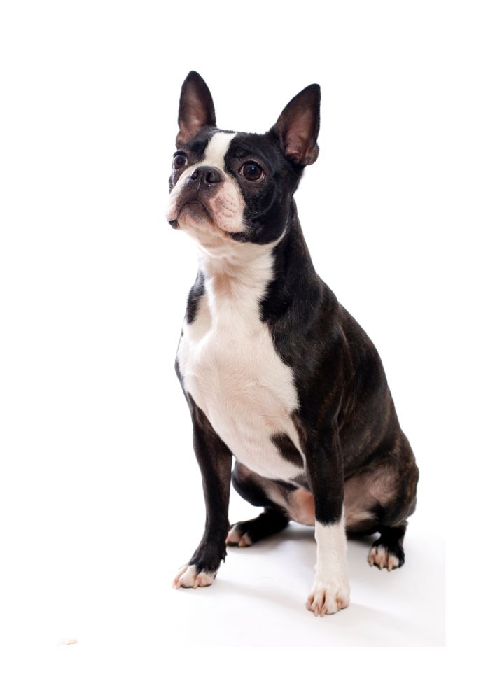 Read more about the article Boston Terrier