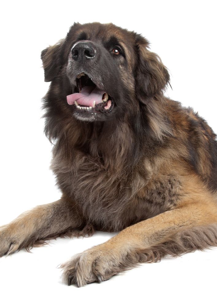 Read more about the article Leonberger