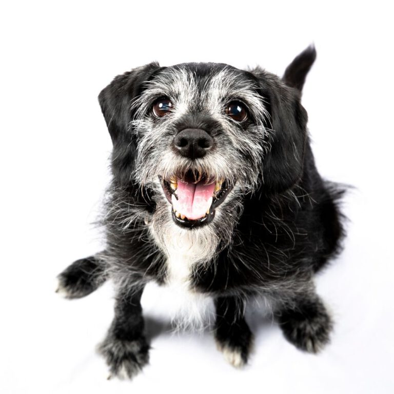 Read more about the article Tips for Caring for Aging Dogs