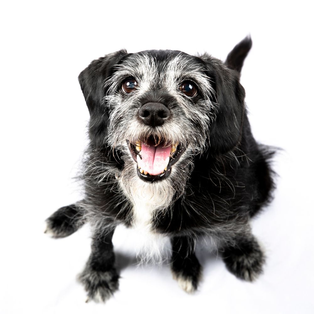 You are currently viewing Tips for Caring for Aging Dogs