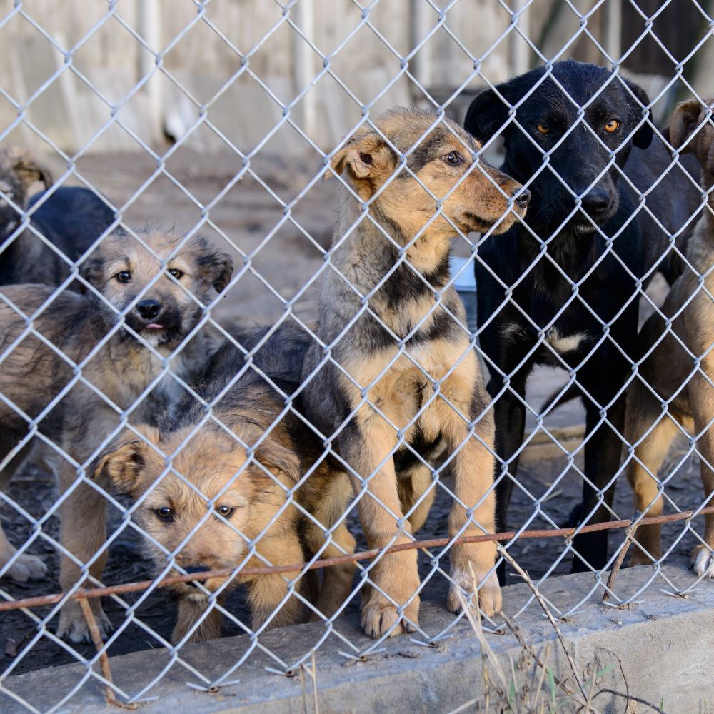 You are currently viewing What You Need to Know Before Adopting a Dog from a Shelter