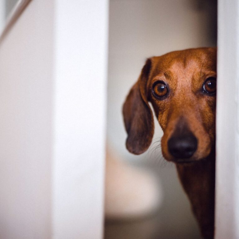 Read more about the article How to Create a Stimulating Environment for Dogs Left Alone at Home