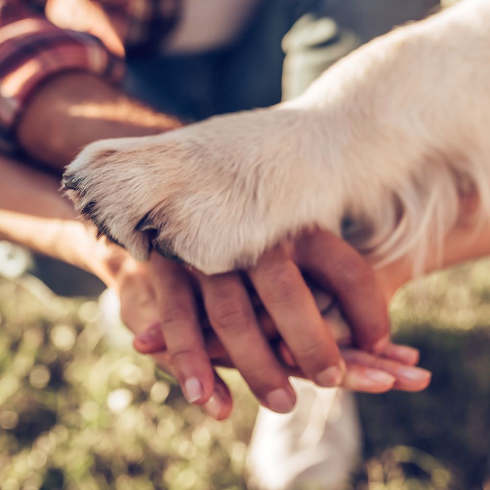 You are currently viewing Top 10 Family-Friendly Dog Breeds